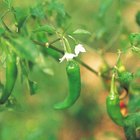 Qué provoca que las floraciones del pimiento se vuelvan marrones después de florecer