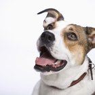Receta de gotas antifúngicas para oídos de perro