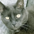 Tipos de gatos grises de pelo corto