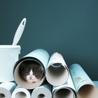 Como atrair um gato para fora de um esconderijo