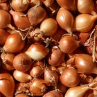 Shallot Plant, The shallot is a type of onion