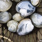 Close-up of oysters in a market in Barcelona