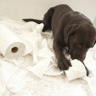 Como fazer um cão parar de mastigar um tapete higiênico