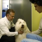 Tratamiento de efectos secundarios de prednisona en perros