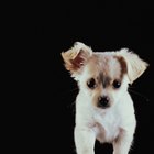Informação sobre o parto de uma Chihuahua 