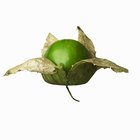 Healthy Organic Green Tomatillos