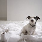Las mejores maneras de limpiar los accidentes del perro de los pisos
