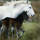 What Are the Signs of Stringhalt?