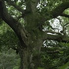 ¿Cuánto tiempo tarda un roble en madurar y producir bellotas?