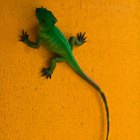 Ideas for Animal Habitats for School Projects