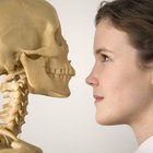 Lección de ciencias para tercer grado: los huesos del cuerpo humano