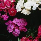Tiempos de floración para variedades de claveles
