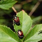 Tipos de insectos dentro de la familia de los escarabajos