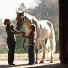 Como fazer com que meu cavalo pare de tentar me dar coices?