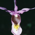 Classificação de orquídeas
