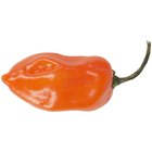 Como substituir pimenta jalapeño ou habanero