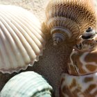 Cómo hacer que una concha de mar no huela apestoso