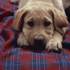 Cómo eliminar el olor a orina de perro de las alfombras con vinagre