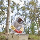 Cómo comenzar con la apicultura y qué esperar