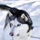 Causas das cores dos olhos de um husky siberiano
