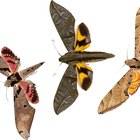 A importância das mariposas na floresta tropical