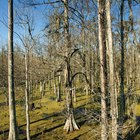 Árboles para suelo pantanoso