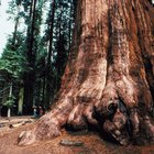 Senderismo en Lodgepole Campground