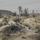 ¿Qué es la adaptación primaria utilizada por la rata canguro de conservar el agua?
