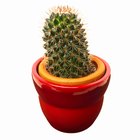 Qué tipos de cactus no tienen espinas