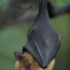 A cadeia alimentar que envolve o morcego comedor de frutas