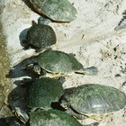 Período de gestação em ovos de tartaruga