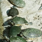 ¿Qué clase de alimento comen las tortugas bebés?