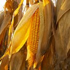 Cuánto maíz produce una planta de maíz