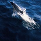 Delfines comunes en el Mar Mediterráneo