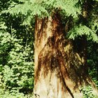 Cómo afinar los árboles de cedro para controlar su crecimiento