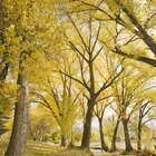 Carreras ideales para trabajar en la naturaleza