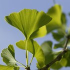 Cómo podar y cuidar un Ginkgo biloba