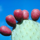 ¿Para qué es bueno el cactus opuntia?