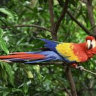 Aves y animales en el bosque tropical