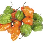 Dried chilli peppers in paper bag
