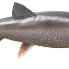 ¿Por qué el salmón nada contracorriente para desovar?