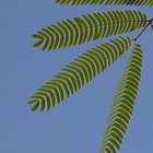 Como cultivar dormideiras (Mimosa pudica)
