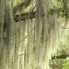 Cómo cultivar Tillandsia Usneoides en el interior