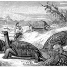 ¿Qué pueden comer las tortugas acuáticas y las terrestres?