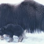 ¿Cuáles son las adaptaciones de los animales nativos de la tundra?