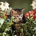 Cómo hacer que los gatos dejen de defecar sobre las flores o en el jardín
