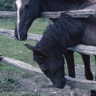 Remédios caseiros para um cavalo doente