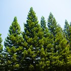 Cómo determinar el volumen de un árbol de pino