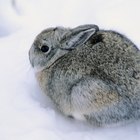 Quais são os hábitos de sono dos coelhos?
