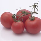 ¿Está bien usar mantillo de pino alrededor de las plantas de tomate para controlar las malezas?